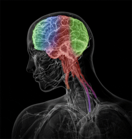 The Brain Song